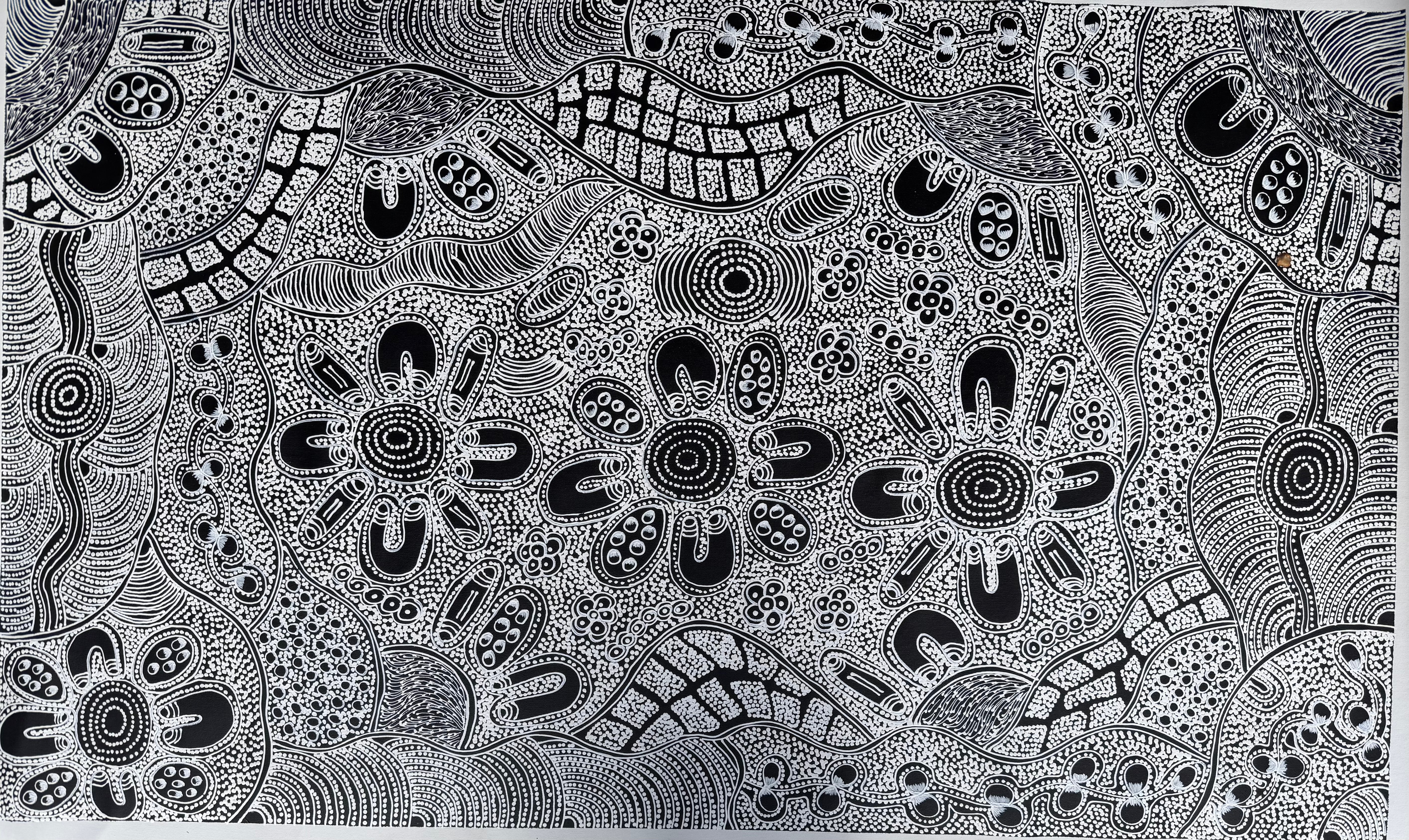 Lanita Numina - Women Collect Bush Plums, Bush Medicine Seeds .80-3