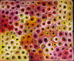 Louise Numina Napananka - Water Soakage .36-11