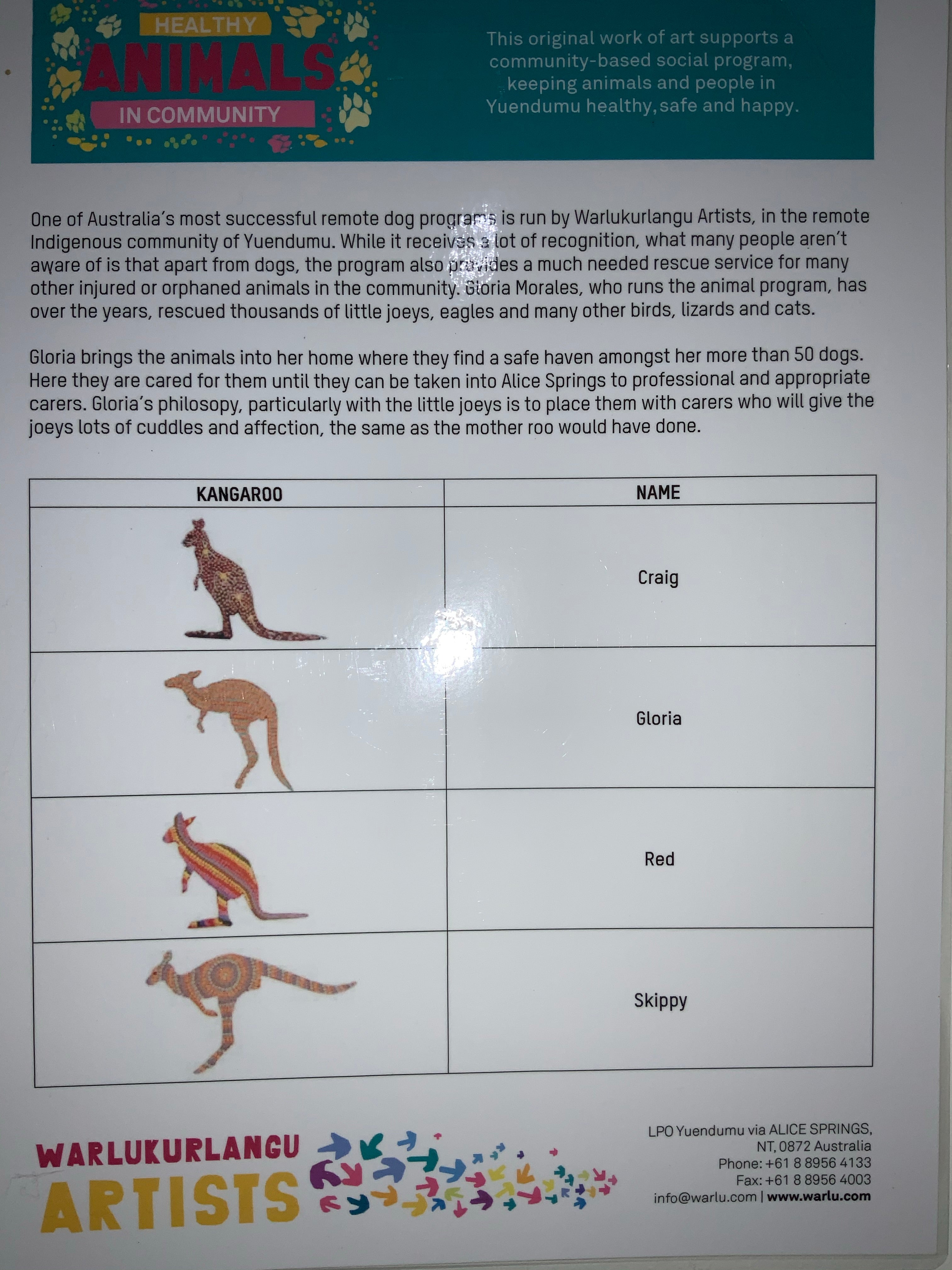 Aussie Desert Kangaroo - Craig