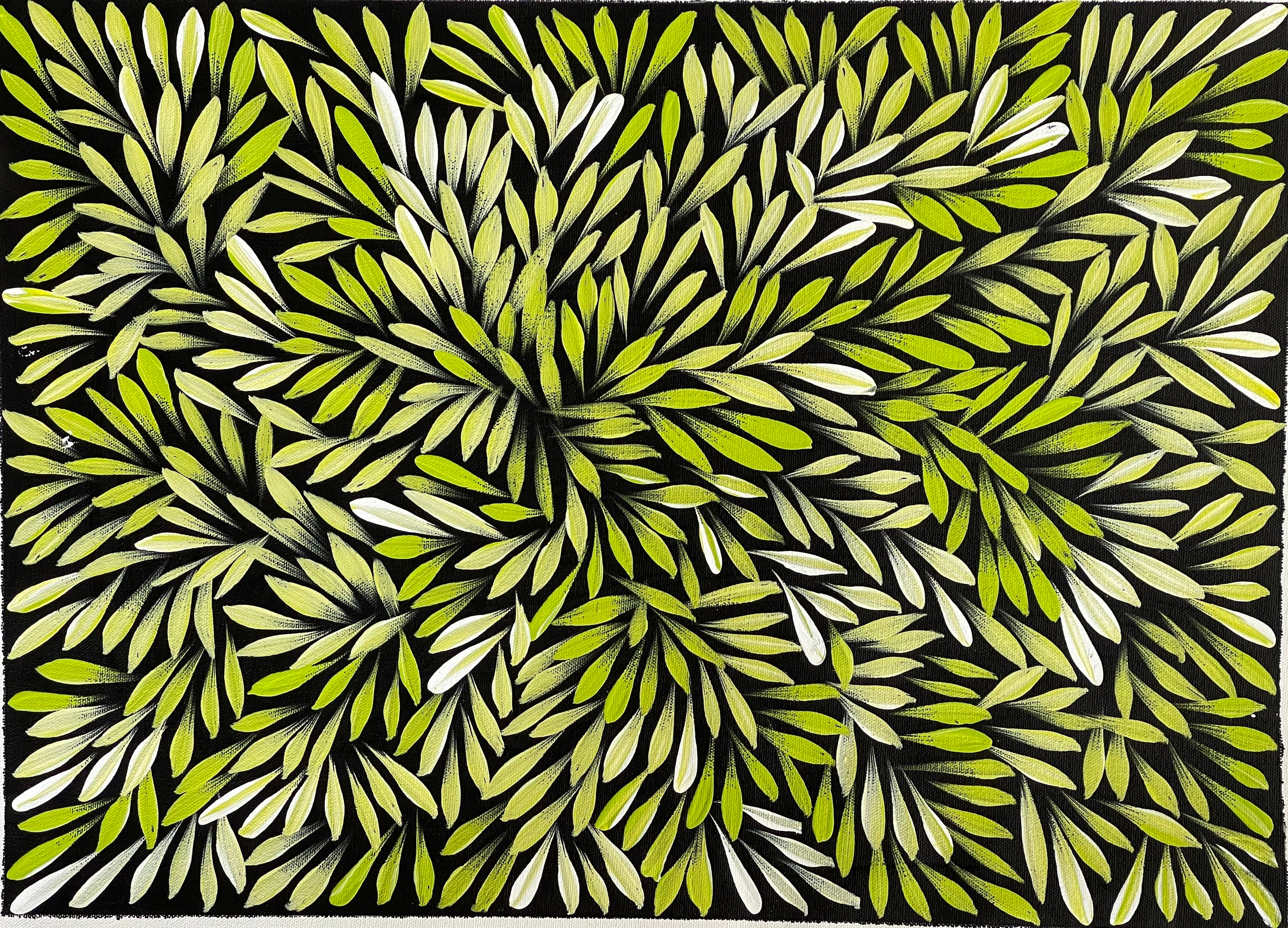 Sharon Numina - Bush Medicine Leaves - 38x53cm .80-8