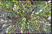Louise Numina Napananka - Bush Medicine Leaves .65-6