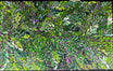 Louise Numina Napananka - Bush Medicine Leaves .23-3