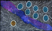 Maria Nampijinpa Brown - Seven Sisters Dreaming .78-1