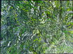 Louise Numina Napananka - Bush Medicine Leaves .18-13