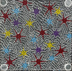 Sandra Napanangka Frank - Lukarrara Jukurrpa (Desert Fringe-Rush Seed Dreaming) - Stretched