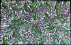 Louise Numina Napananka - Bush Medicine Leaves .43-16