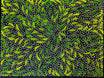 Caroline Numina - Bush Medicine Leaves and Seeds .45-5