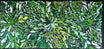Louise Numina Napananka - Bush Medicine Leaves .22-23