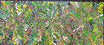 Louise Numina Napananka - Bush Medicine Leaves .22-31