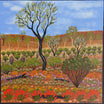 Kathleen Buzzacott - Wildflowers Central Australia - 30x30cm .17-16