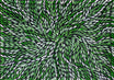 Green Bush Medicine Leaves Aboriginal Art painted by Sharon Turner